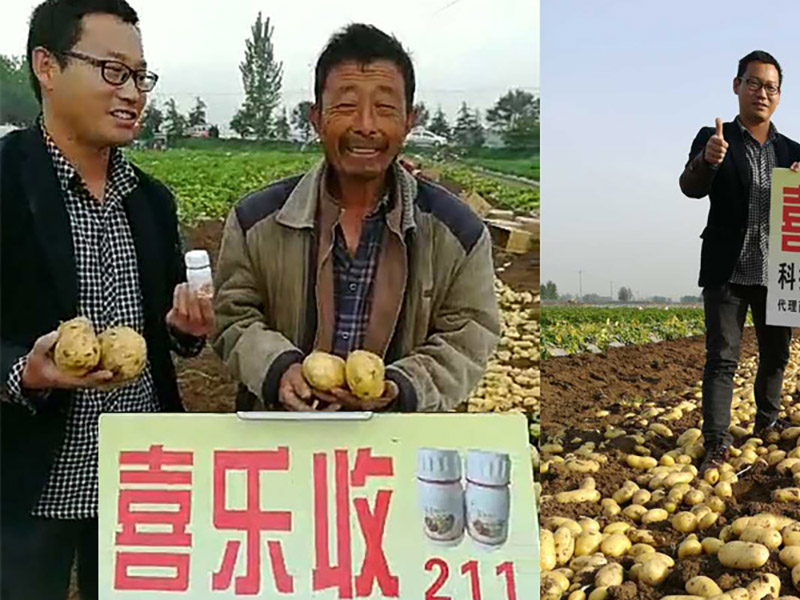 喷施过喜乐收211的土豆增产明显农户非常满意